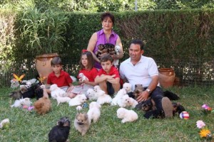 Criadero de perros toy