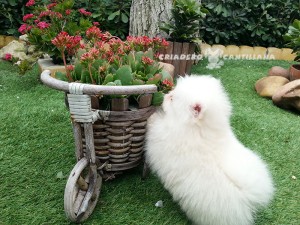 cachorro pomerania blanco miniatura