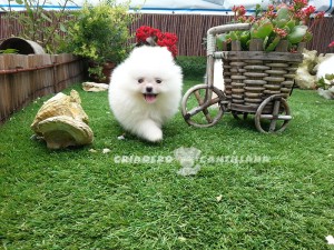 cachorro pomerania blanco toy