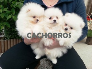 cachorro pomerania blanco