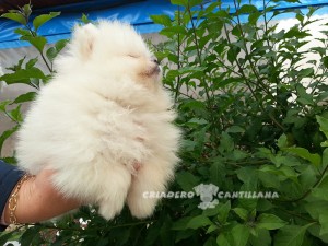 cachorros pomerania blanco