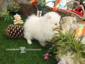 comprar cachorro pomerania blanco
