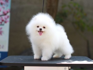 comprar pomerania blanco