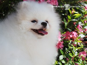 compro pomerania blanco