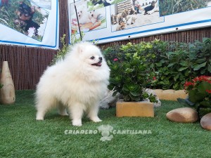 criadero de pomerania blanco toy