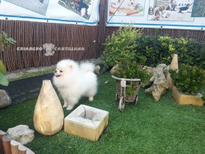 criadero de pomerania blanco toy