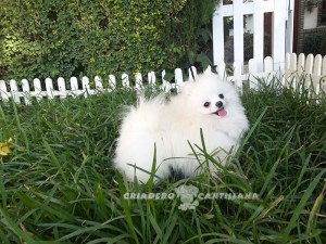criadero pomerania blanco enano