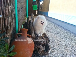criadero pomerania blanco enano