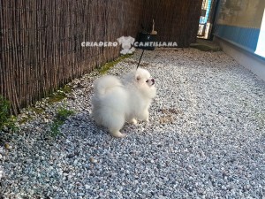 criadero pomerania blanco miniatura