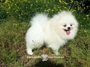 criadero pomerania blanco toy