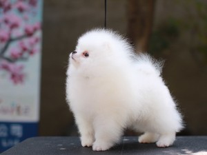 criadero pomerania blanco