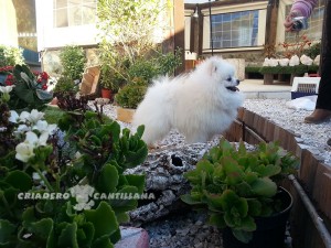 criador pomerania blanco enano