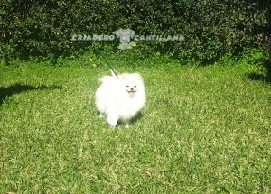 criador pomerania blanco toy