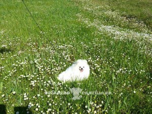 criador pomerania blanco