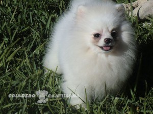 hembra pomerania