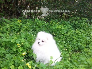 perro pomerania blanco