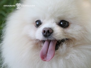 perros pomerania blanco
