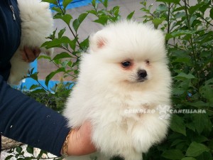 pomerania blanco cachorro