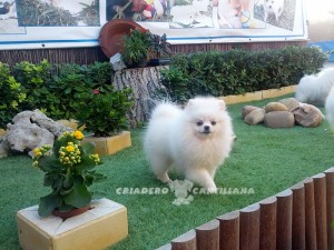 pomerania blanco comprar
