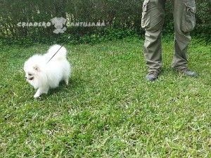 pomerania blanco precio