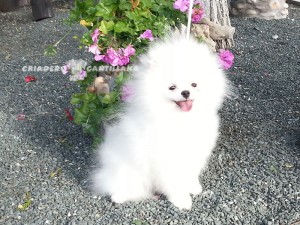 pomerania blanco