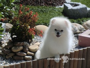 pomerania blanco