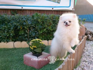 pomerania blanco