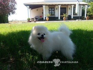pomerania perro blanco