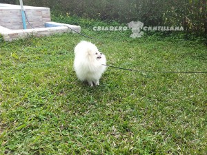precio pomerania blanco