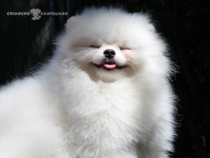 raza pomerania blanco