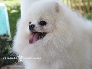 raza pomerania blanco