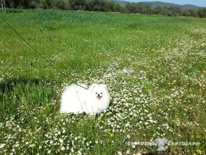 venta de pomerania blanco toy