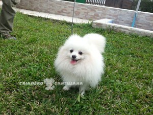 venta de pomerania blanco