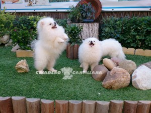 venta de pomerania blanco