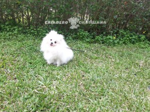 venta pomerania blanco