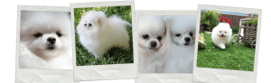 comprar pomerania blanco