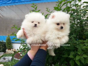 chiots spitz nain blanc