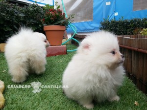 spitz nain blanc prix