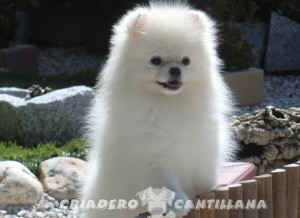 spitz allemand nain blanc