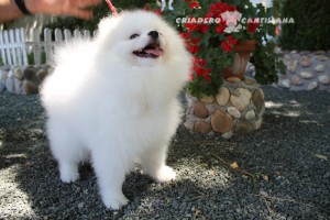 spitz allemand nain blanc