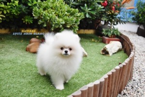 chiot spitz nain