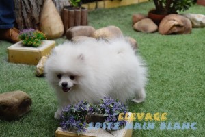 loulous de poméranie