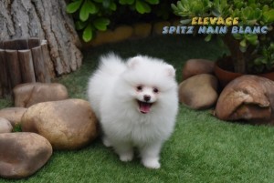 elevage spitz nain blanc