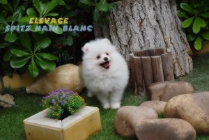 spitz allemand blanc