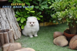 spitz allemand nain blanc