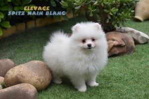spitz nain pomeranien blanc