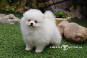 chiot spitz nain