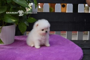 chiot spitz nain blanc