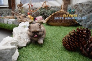spitz nain chiot