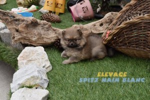 spitz nain
